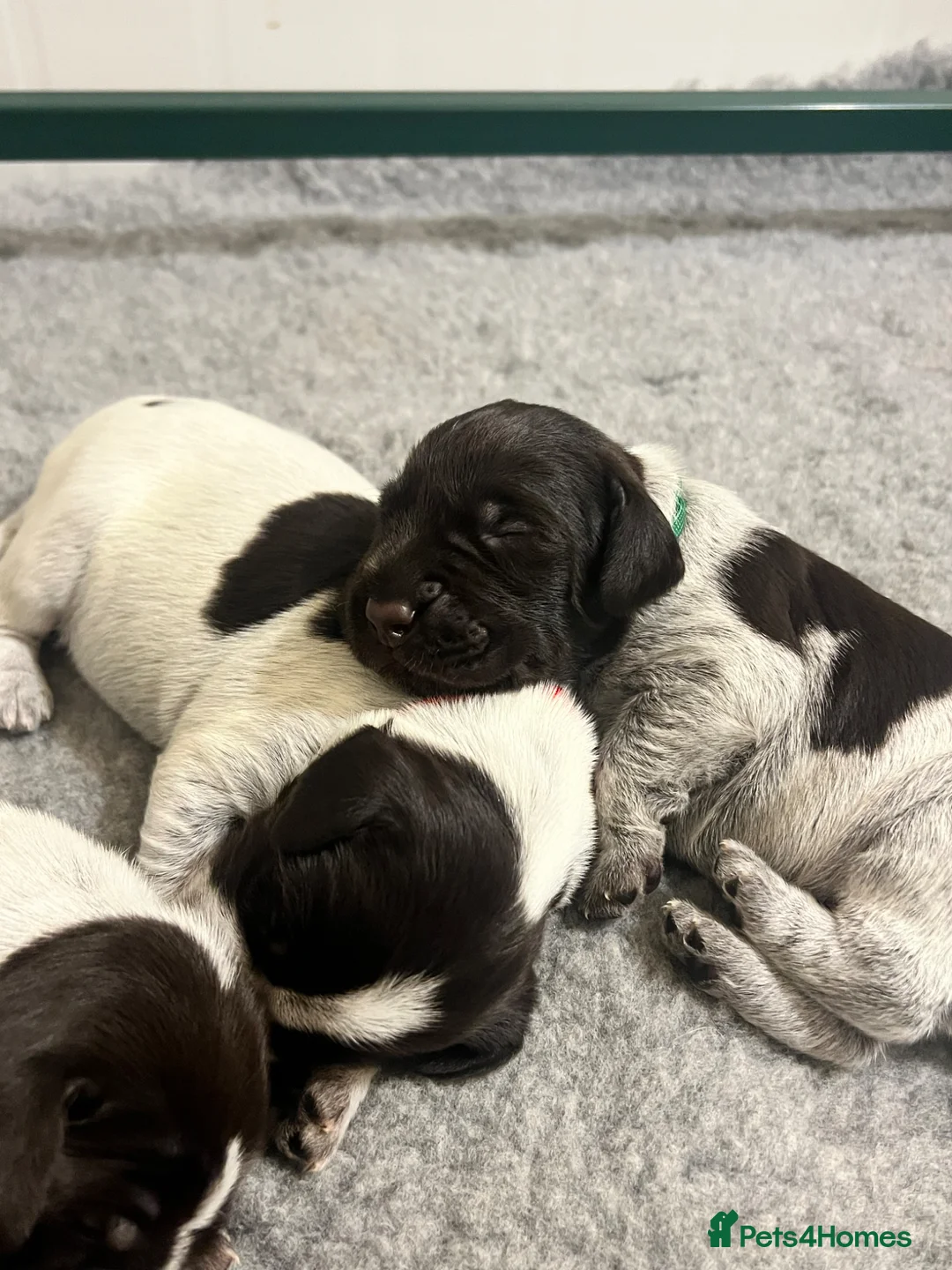 German Wirehaired Pointer dogs for sale: KC REGISTERED GWP’s - Advert 1