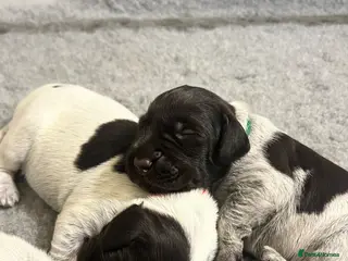 German Wirehaired Pointer dogs KC REGISTERED GWP’s - Advert 11