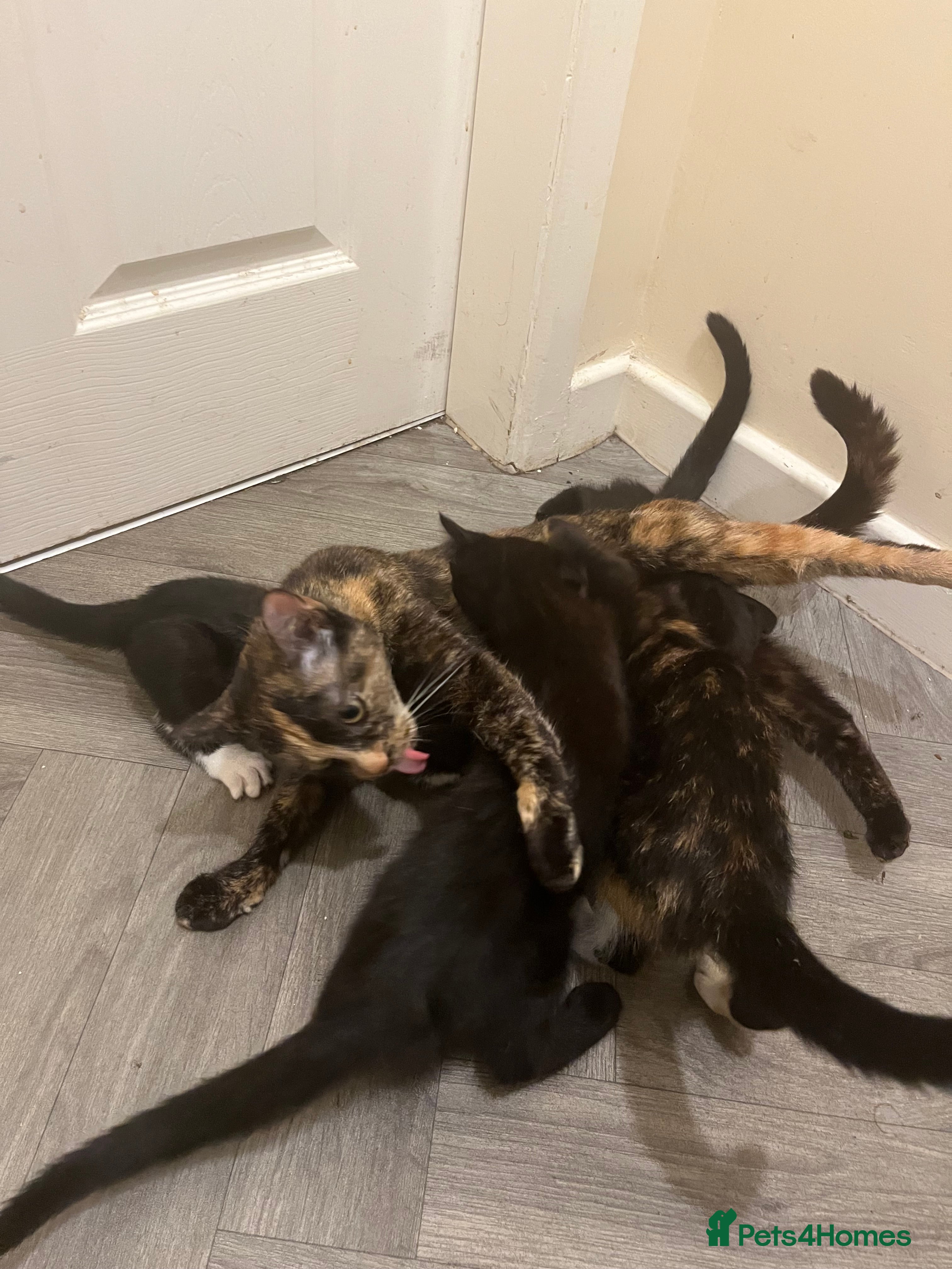 Domestic Shorthair cats 8 kittens for sale, 3 boys and 5 girls.  - Advert 3