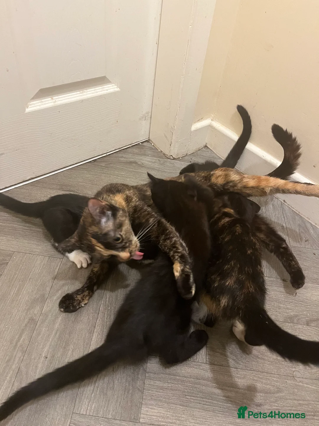 Domestic Shorthair cats for sale: 8 kittens for sale, 3 boys and 5 girls.  in Saint Asaph - Advert 1