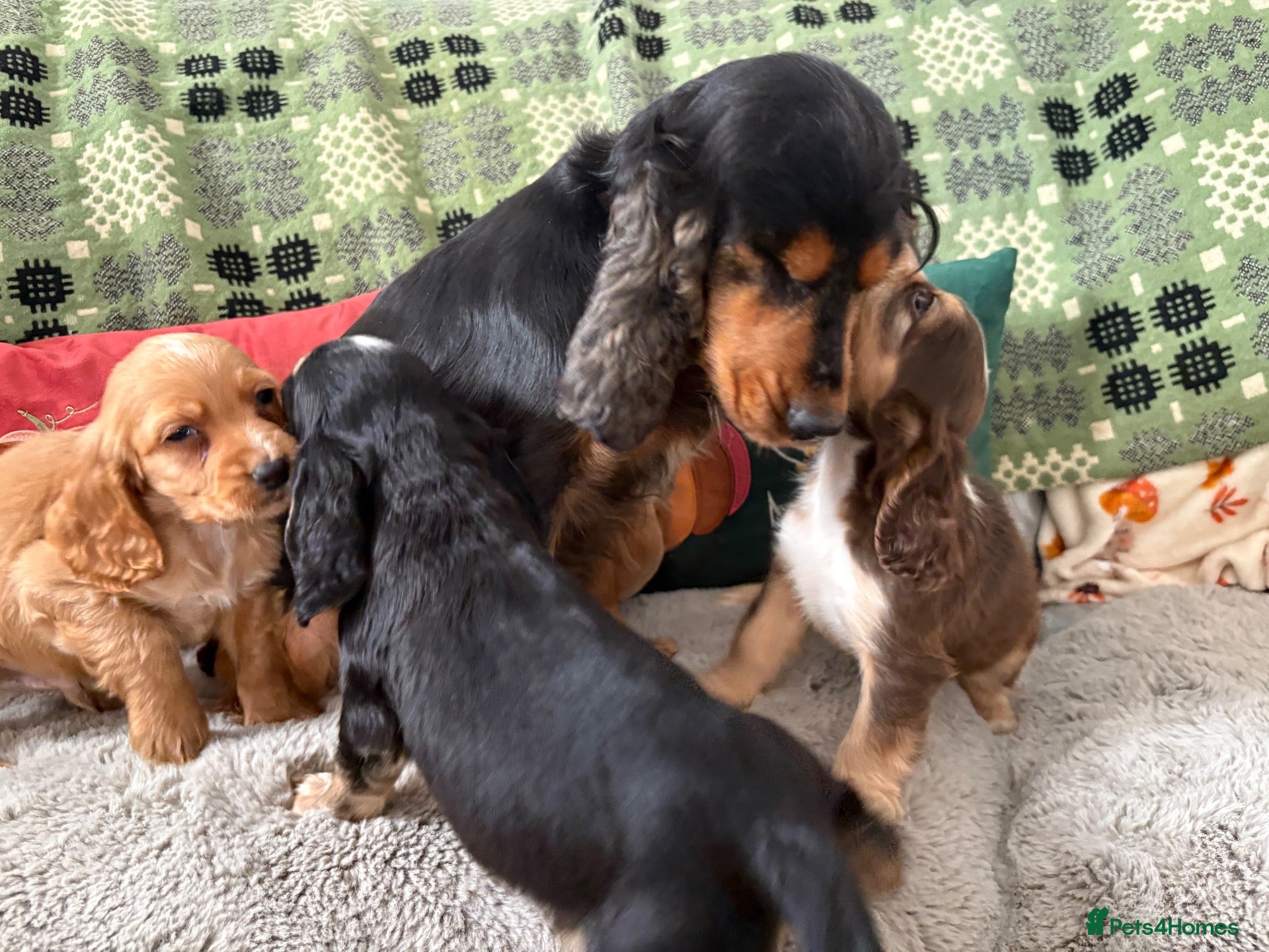 Cockapoo dogs Cockapoo ready to leave - Advert 1