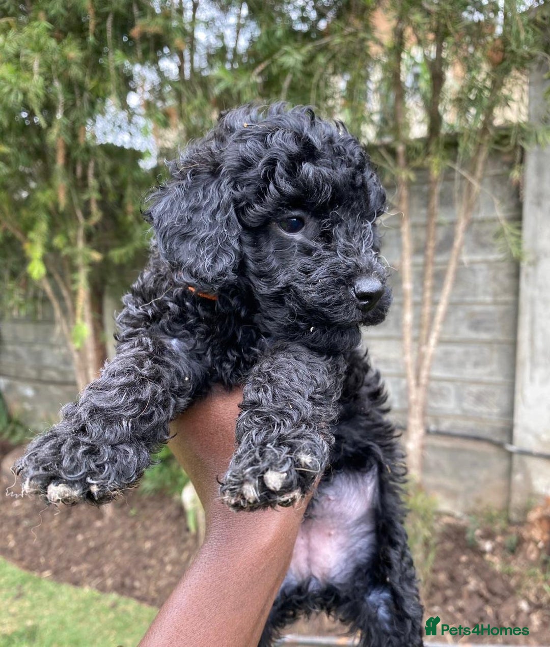 Miniature Poodle dogs for sale: 💌 To Loving Homes Only: - Image 10