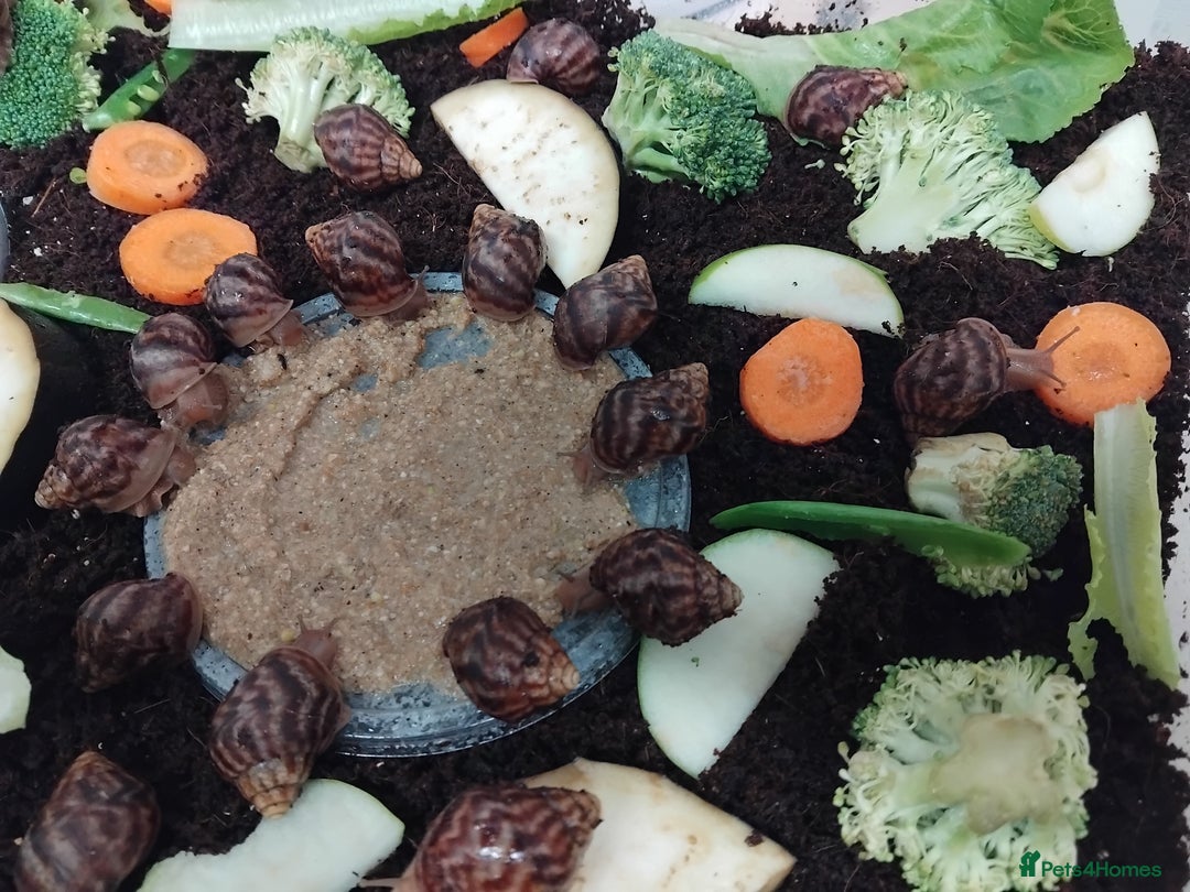Snails invertebrates for sale: Affrican land snail babies  - Image 4