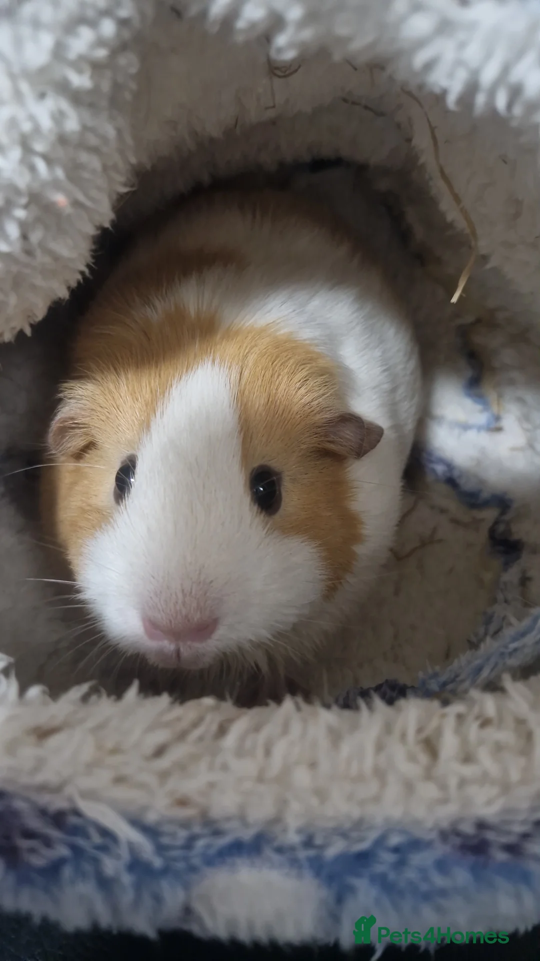 Guinea Pig rodents for sale: Two female Guinea pigs in Stafford - Advert 2