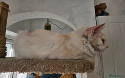 Maine Coon cats for sale: RE-HOMING  - Image 2
