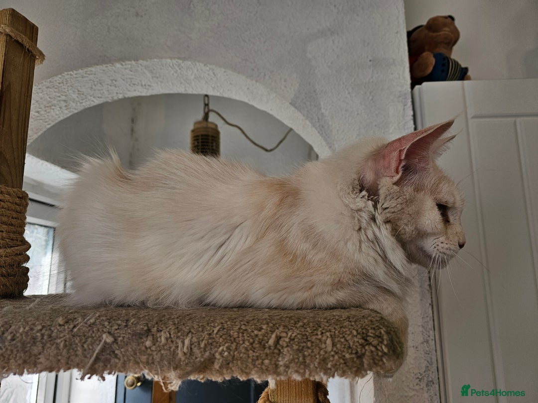 Maine Coon cats for sale: RE-HOMING  - Image 2