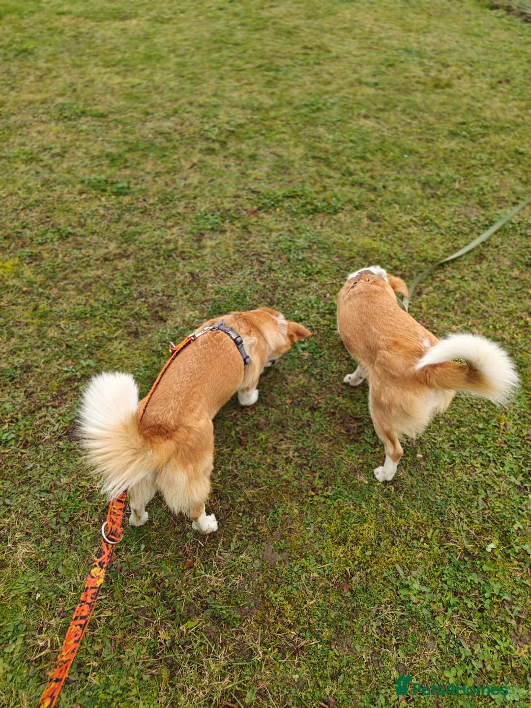 Mixed Breed dogs for adoption: ❤️MEYA&KALLIE❤️-2 SMALL SISTERS SEEK A KIND HOME - Advert 10