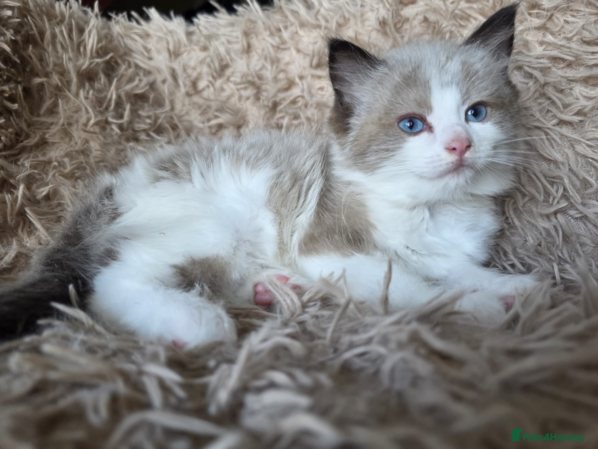 Ragdoll cats for sale: Puree Ragdoll Boy 💙💥 - Advert 1