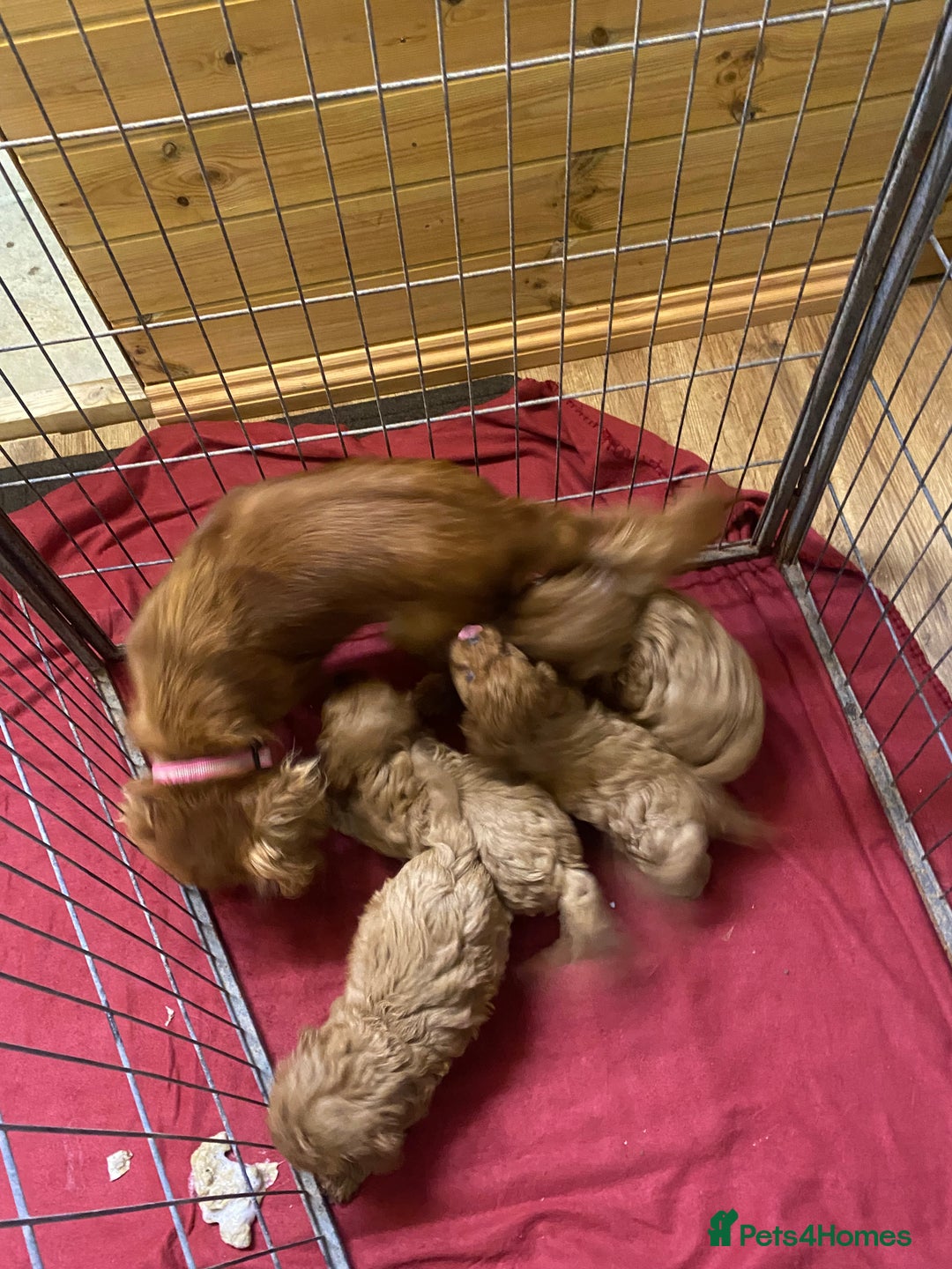 Cavapoo dogs for sale: Cavapoo for sale - Advert 8