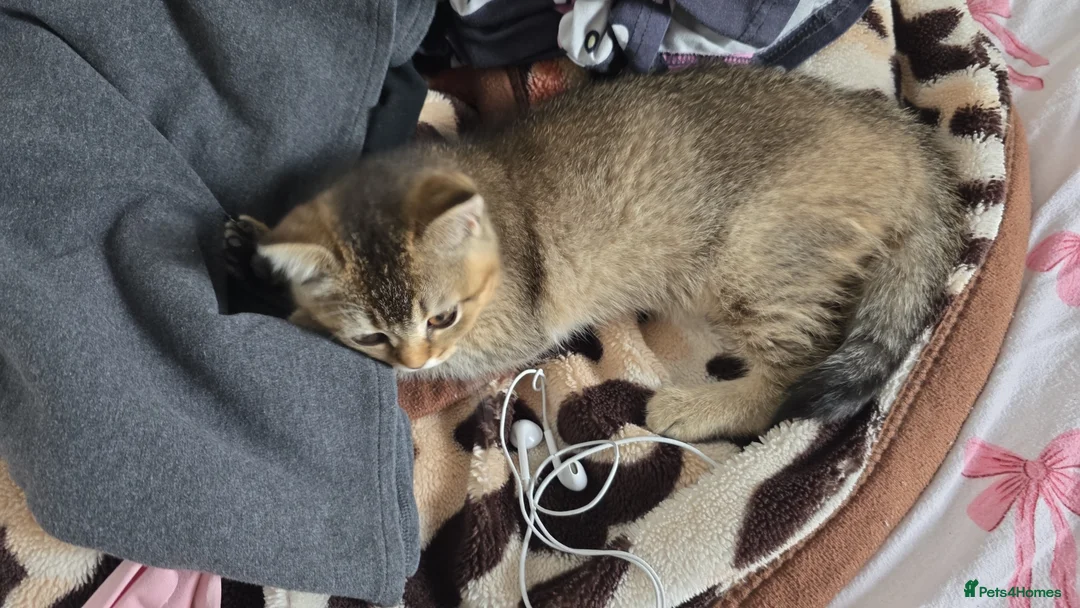 Mixed Breed cats for sale: Scottish fold in London - Advert 3