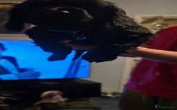 Sprocker dogs for sale: Sprocker  - Image 13