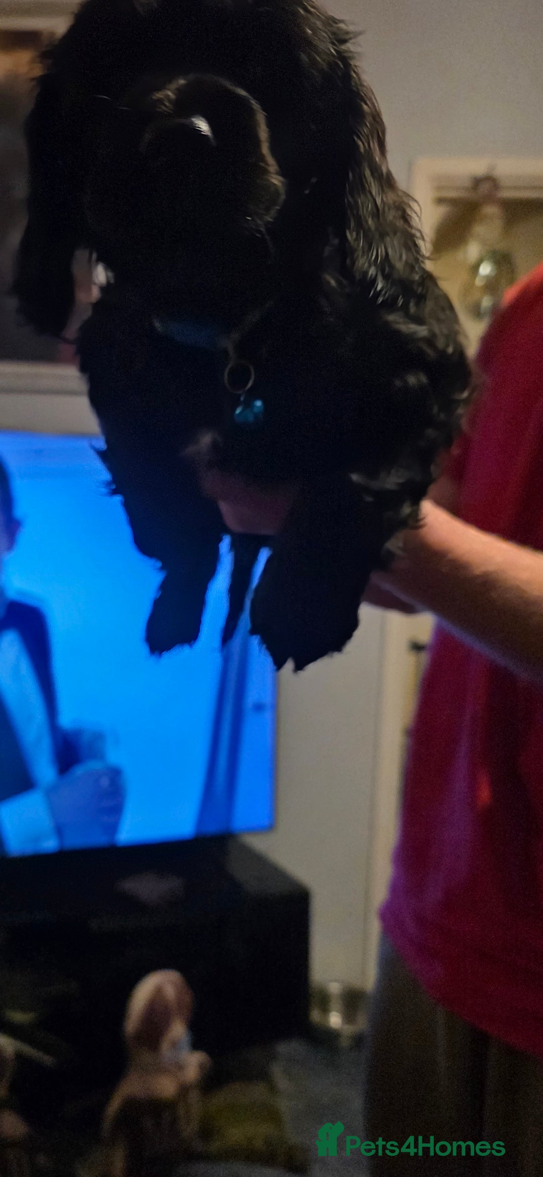 Sprocker dogs for sale: Sprocker  - Image 13