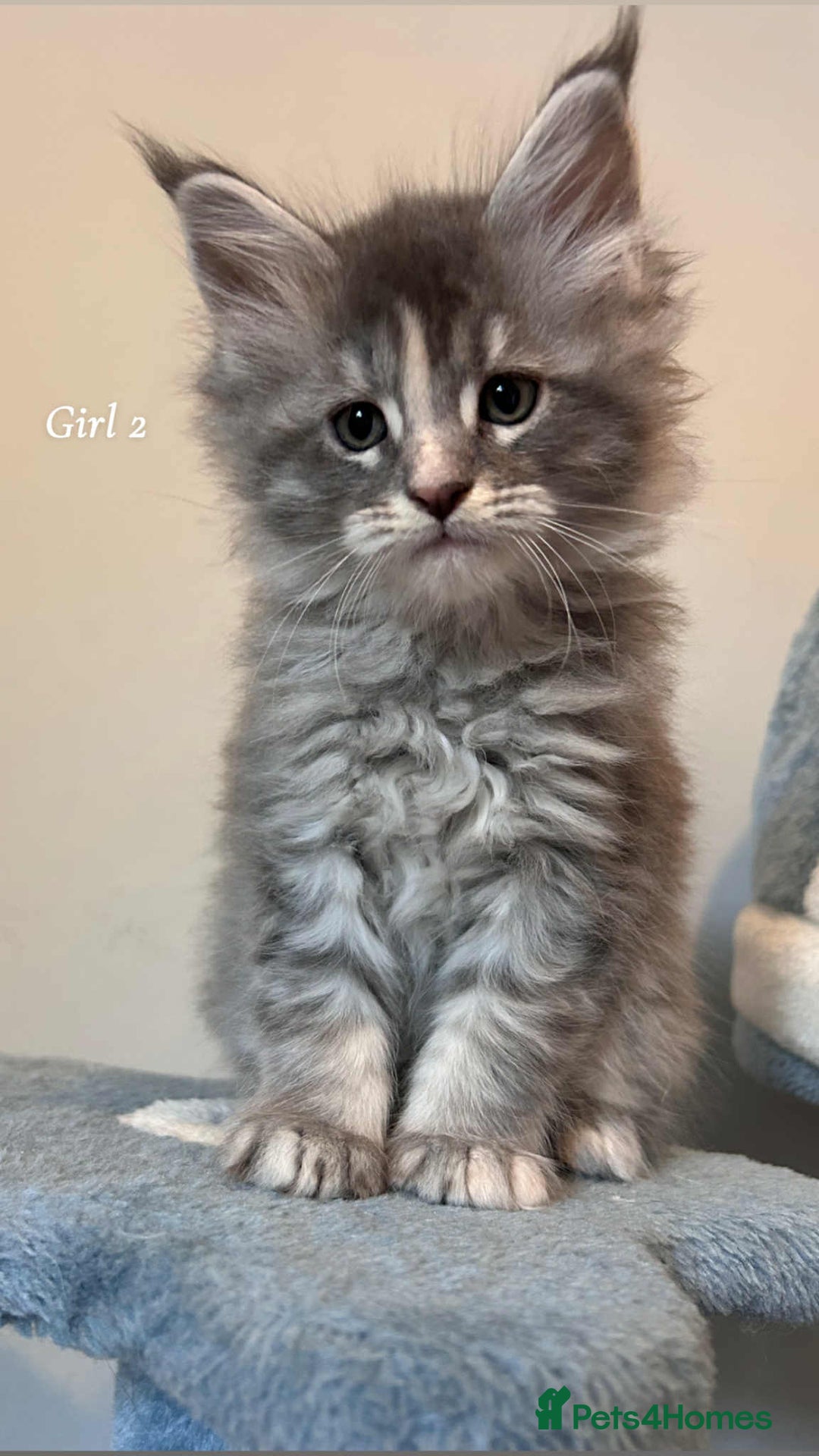 Maine Coon cats for sale: Mainecoon Kittens  - Image 17