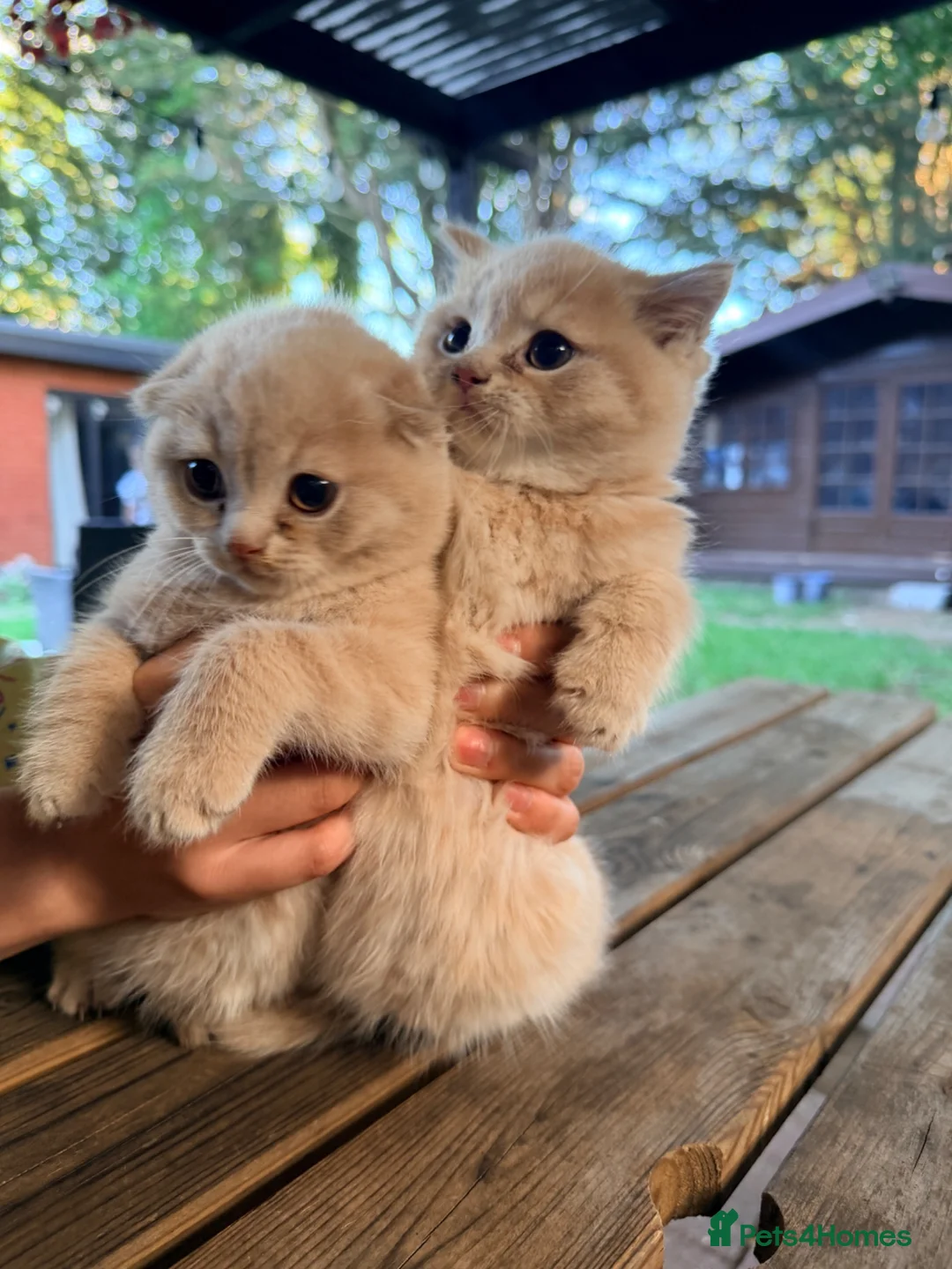 Scottish Fold cats for sale: Cute Scottish Fold Kittens 🐾 - Advert 2