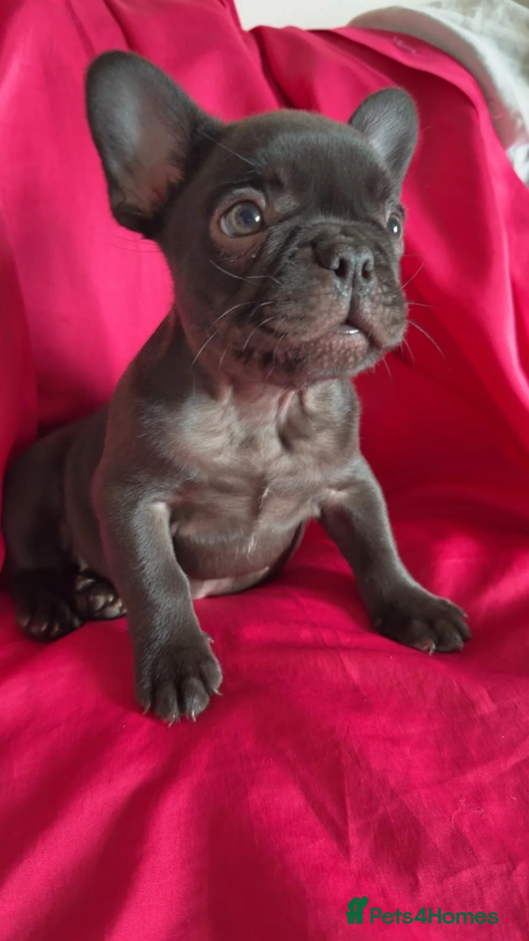 French Bulldog dogs for sale: French bulldog pups  - Advert 5