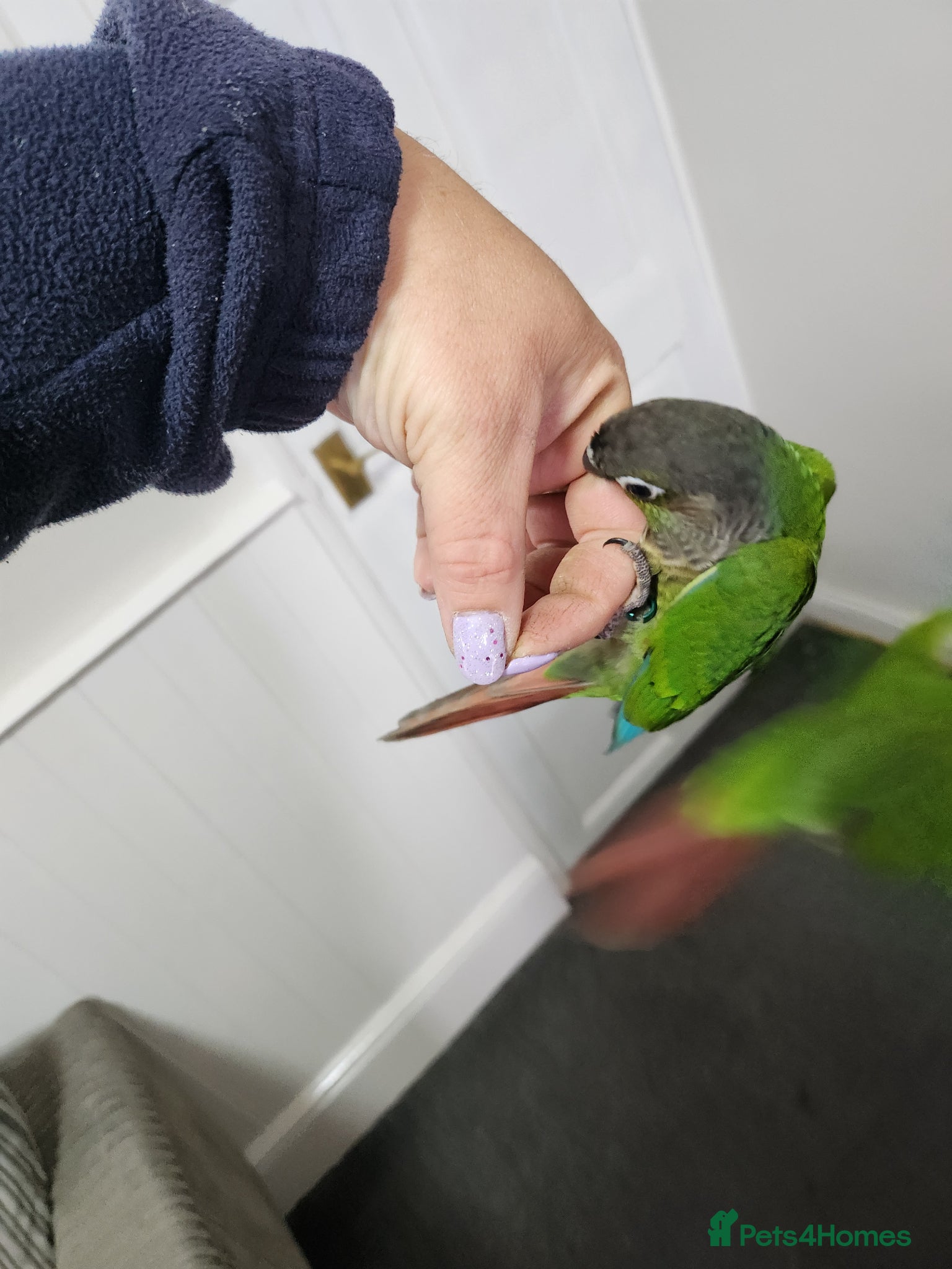 Conures birds Handreared conures - Advert 2