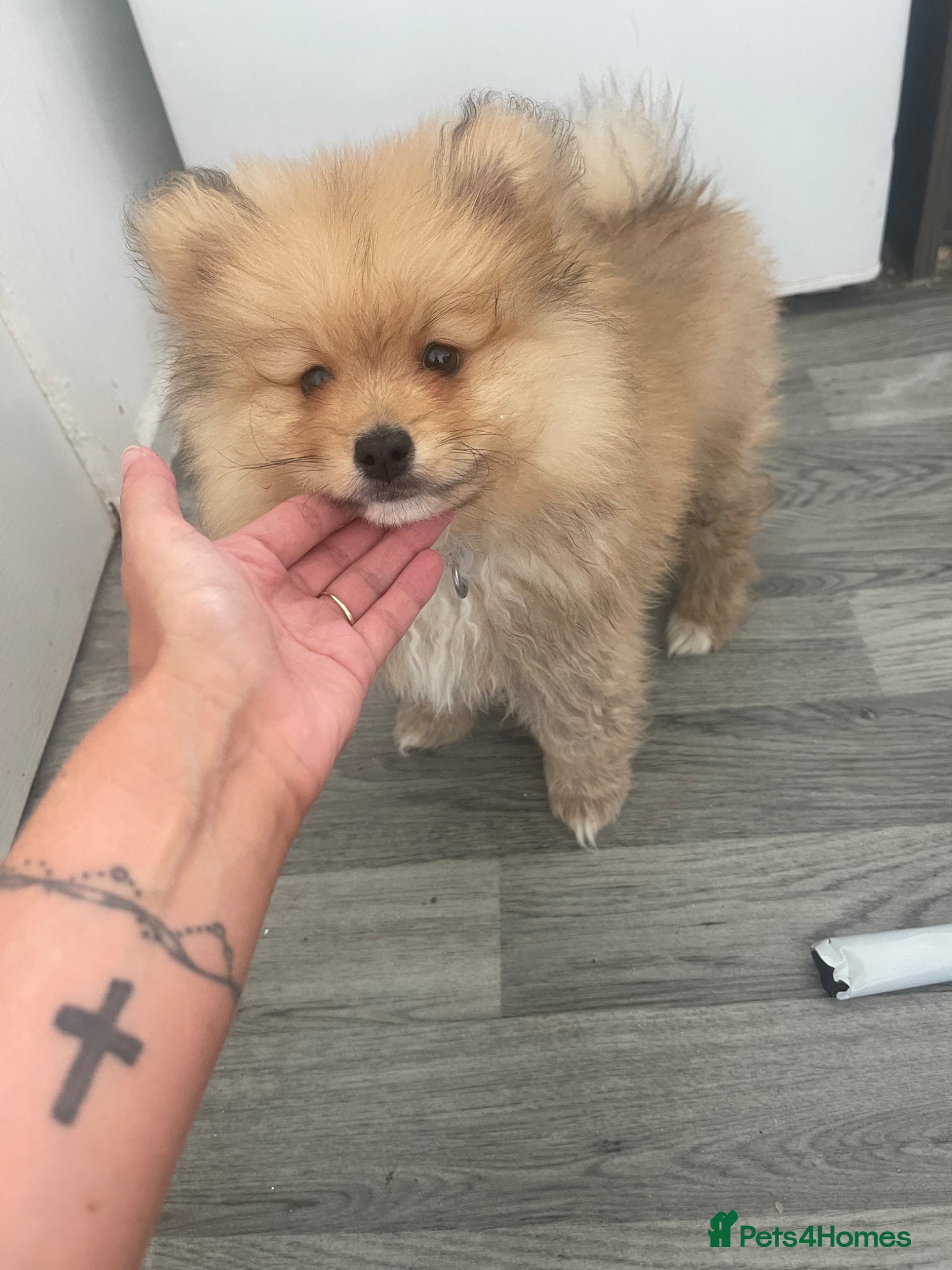 Pomeranian dogs Fluffy  - Advert 5
