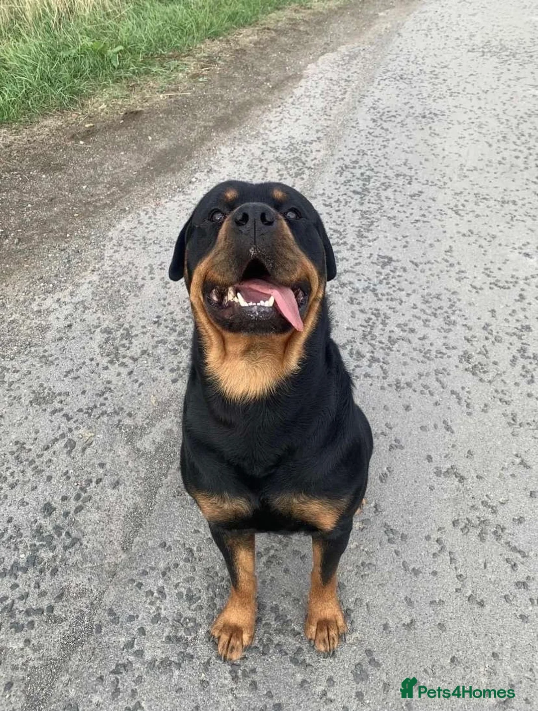 Rottweiler dogs for stud: Rottweiler For Stud - Advert 4