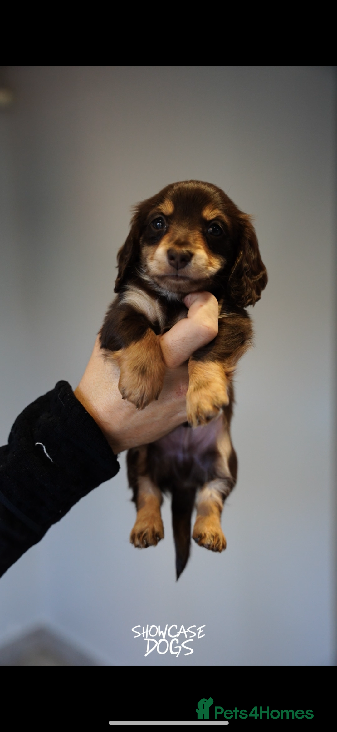 Miniature Dachshund dogs for sale: Miniature long haired dachshund  - Advert 6