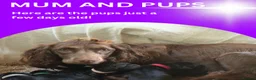 Cocker Spaniel dogs for sale: Beautiful cocker spaniel pups for loving homes  - Advert 10