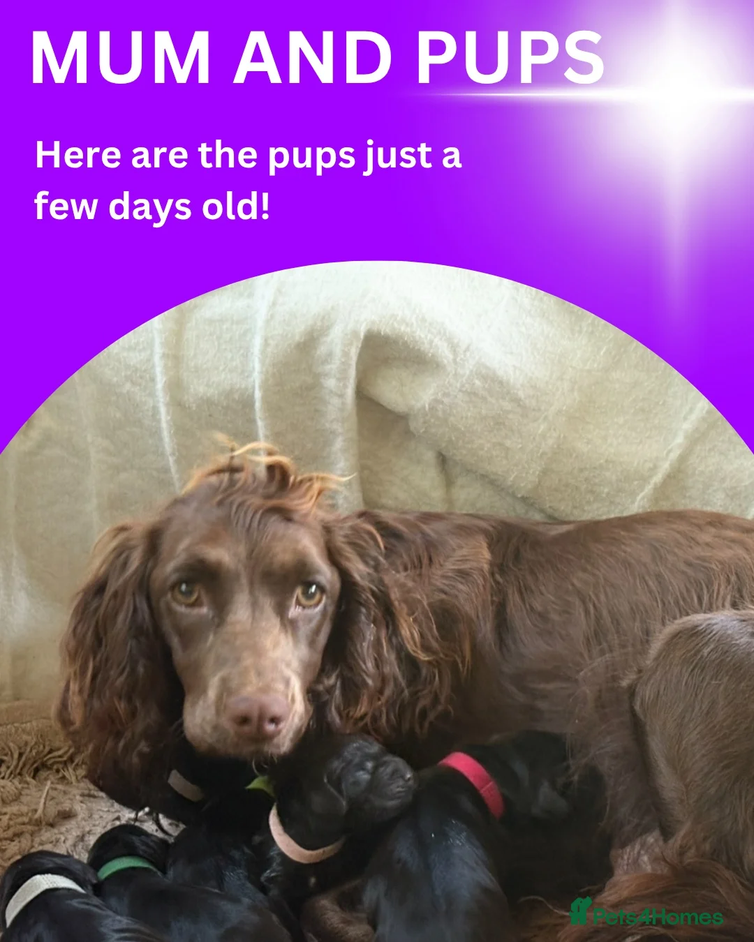 Cocker Spaniel dogs for sale: Beautiful cocker spaniel pups for loving homes  - Advert 10