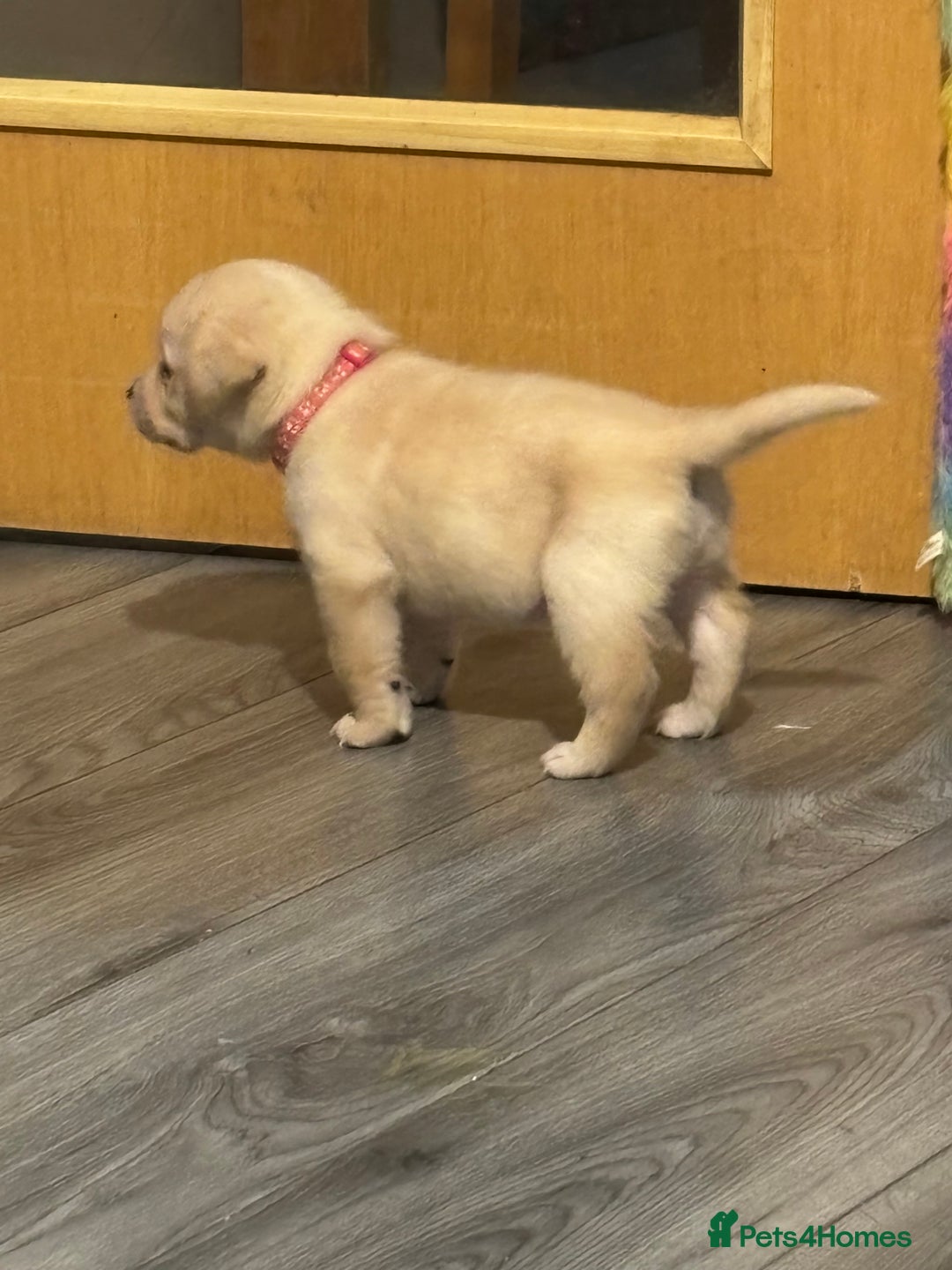 Labrador Retriever dogs for sale: 7 stunning chunky yellow Labradors - Advert 6