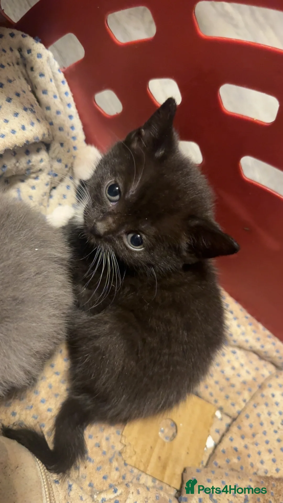 Mixed Breed cats for sale: British shorthair mixed breed kittens for sale  - Advert 4