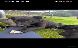 Border Collie dogs for sale: Border Collie puppies  - Image 7