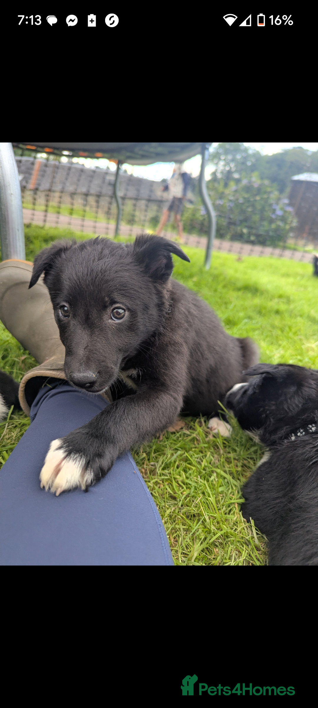Border Collie dogs for sale: Border Collie puppies  - Image 7