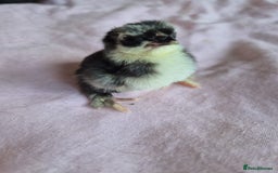 Chickens poultry for sale: Chicks week old  - Image 3