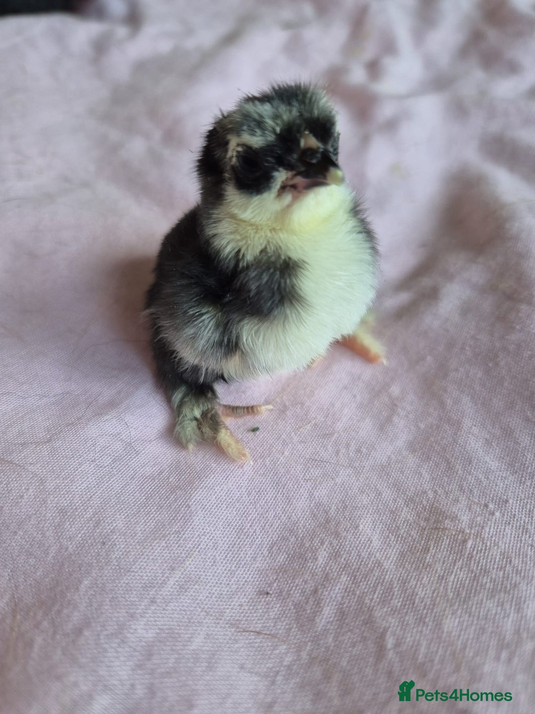 Chickens poultry for sale: Chicks week old  - Image 3