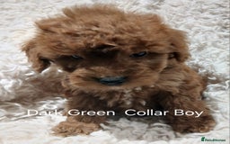 Cockapoo dogs for sale: Cockapoo Puppies PRA UNAFFECTED  - Advert 5