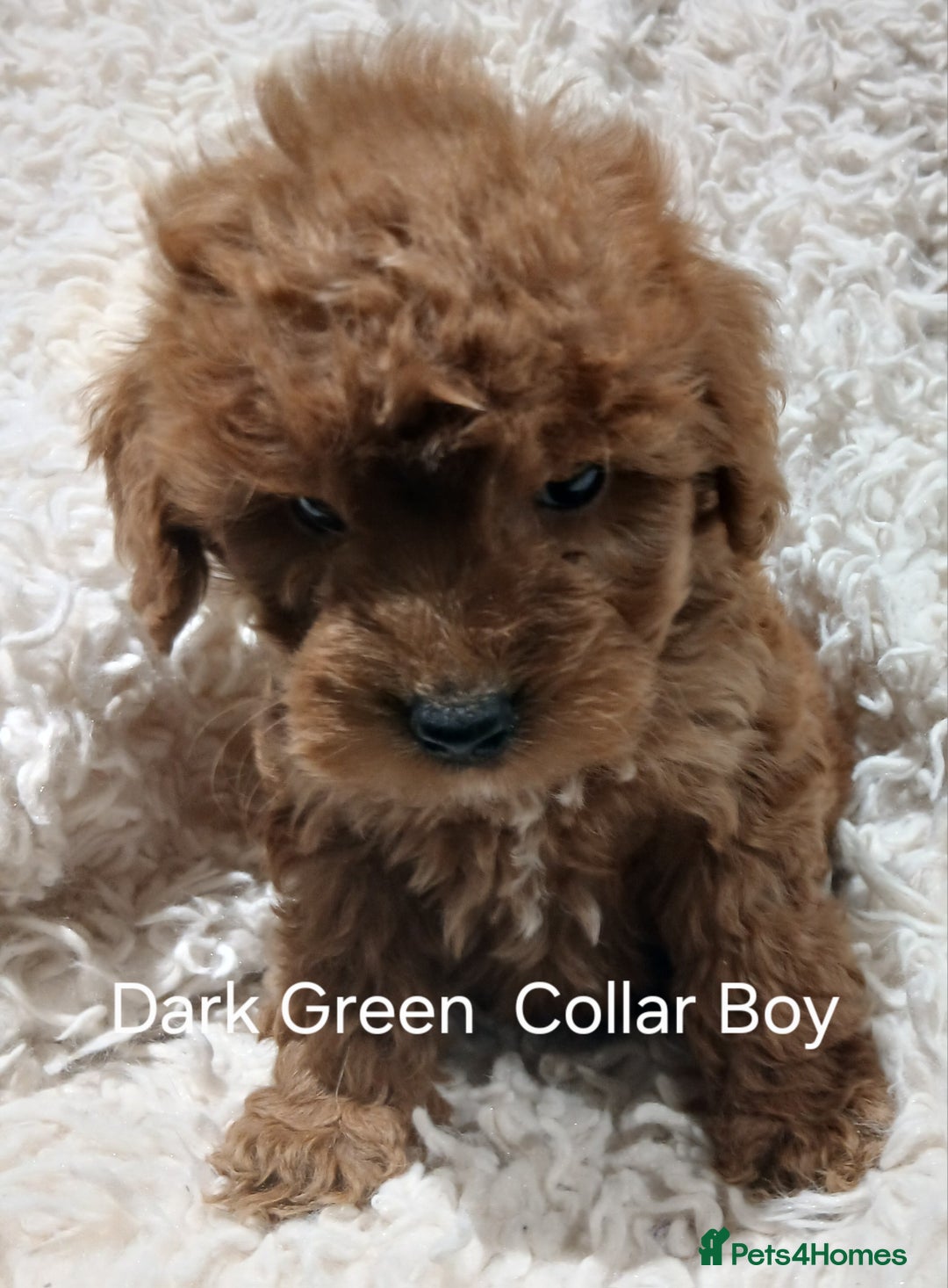 Cockapoo dogs for sale: Cockapoo Puppies PRA UNAFFECTED  - Advert 5