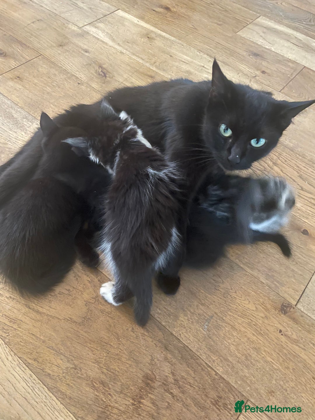 Mixed Breed cats for sale: Ready Now! - Loving and Playful kittens - Image 5