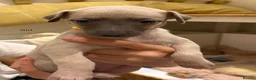 Whippet dogs for sale: Fawn Whippet puppys - Advert 23