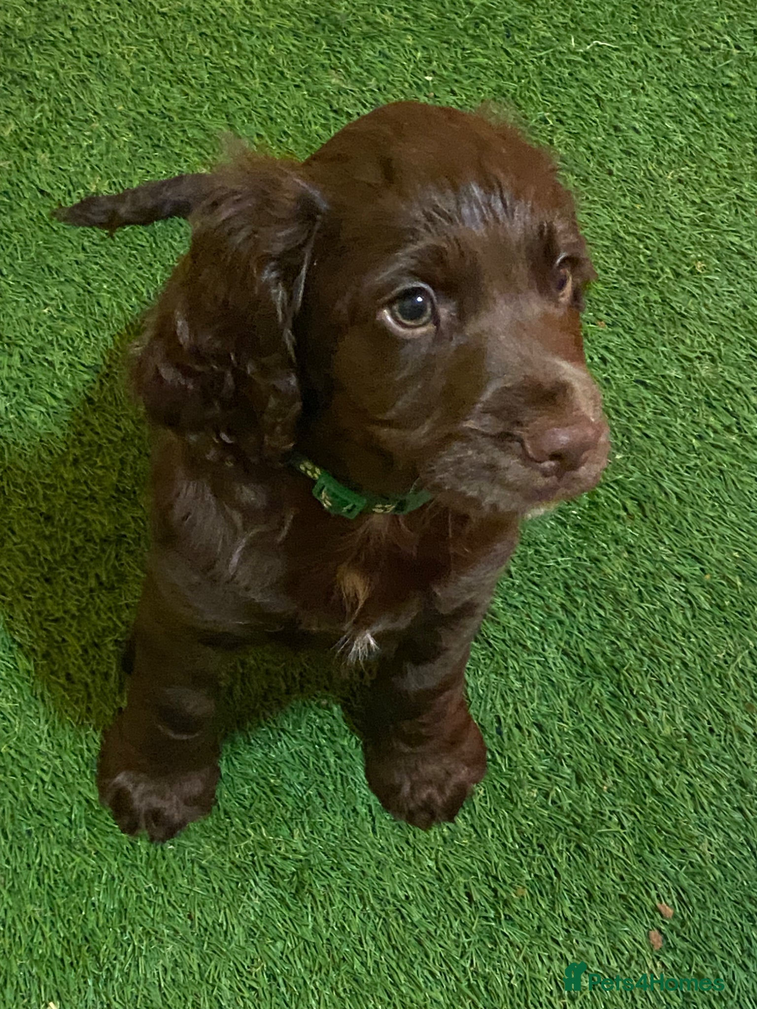 Cocker Spaniel dogs 1 Boy Left! Chocolate Cocker Spaniel Boy Ready 2go - Advert 2