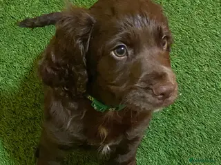 Cocker Spaniel dogs 1 Boy Left! Chocolate Cocker Spaniel Boy Ready 2go - Advert 2