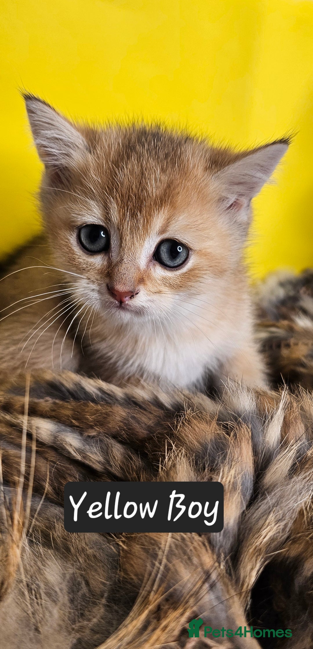 British Shorthair cats for sale: BSH GOLDEN KITTENS - Advert 35