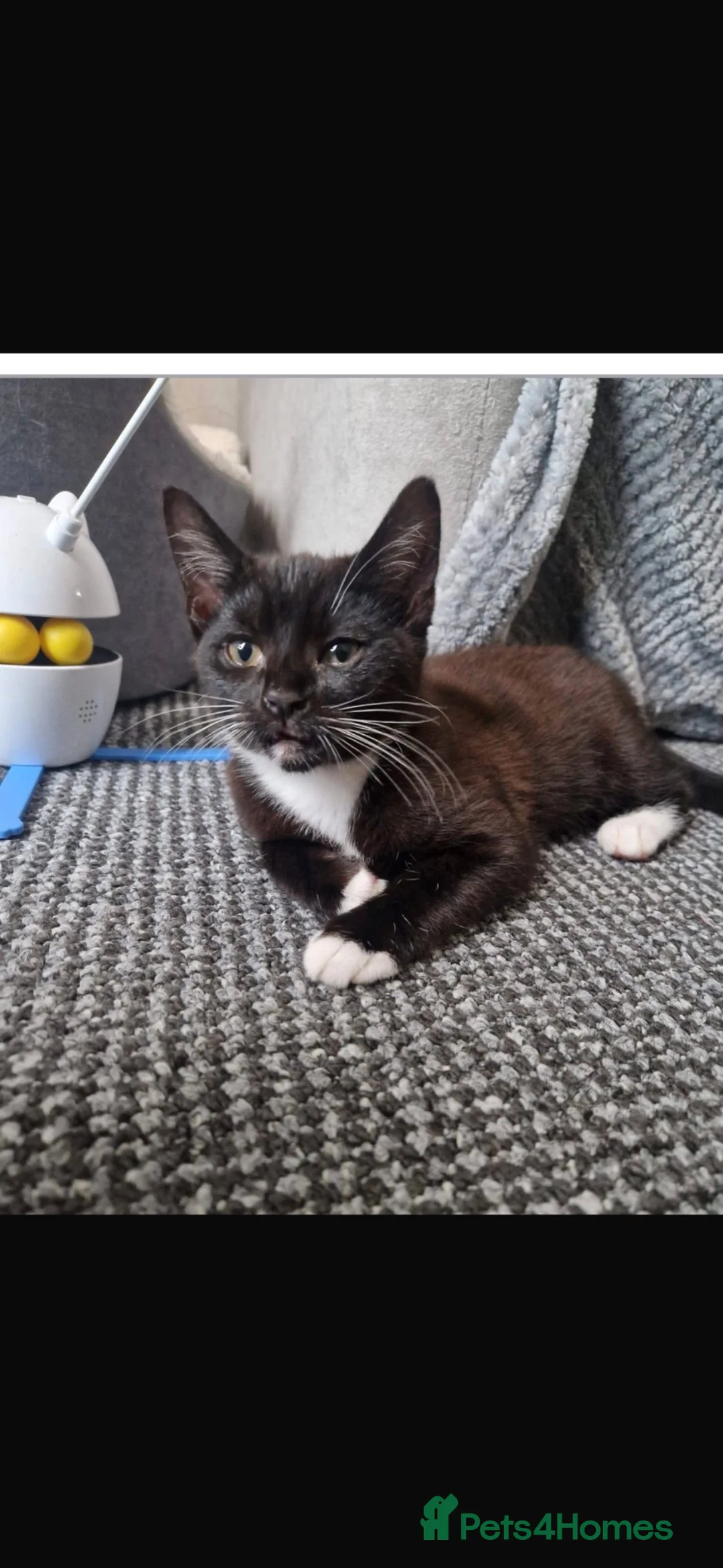 Mixed Breed cats for sale: FREE BABY GIRL  - Advert 4