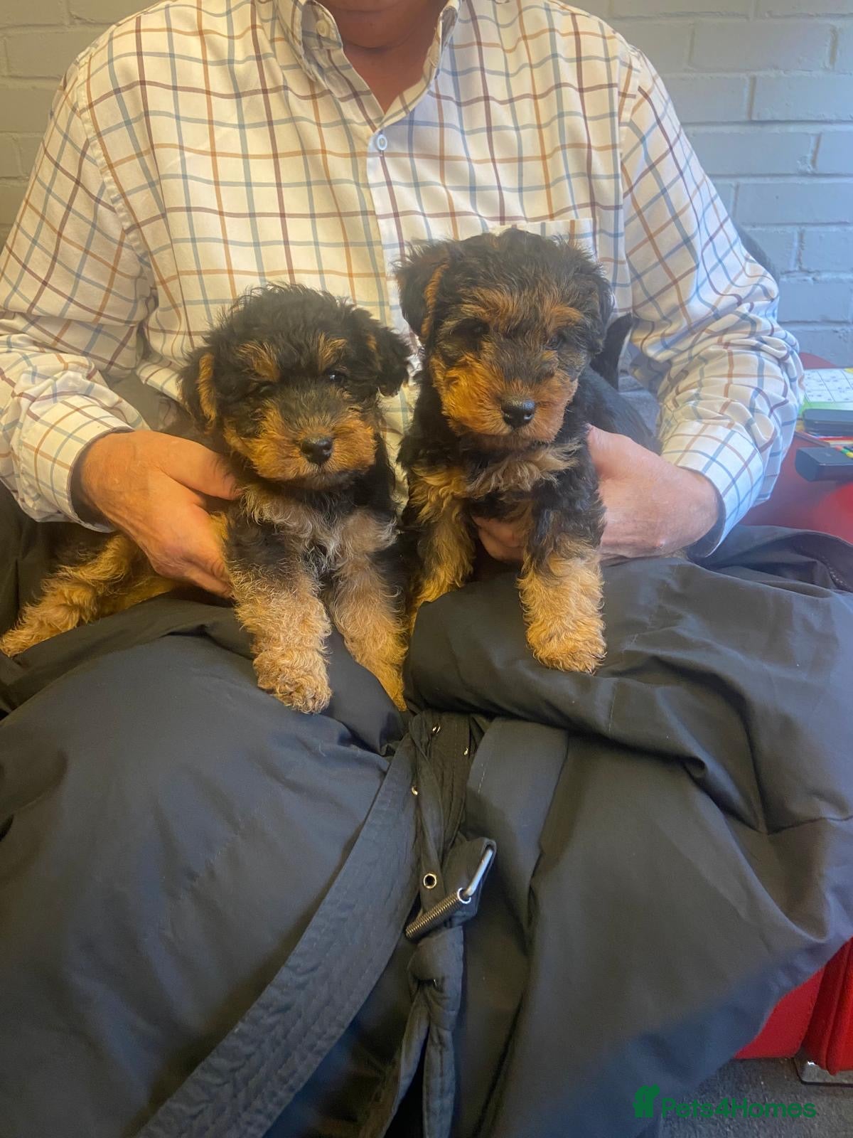 Welsh Terrier dogs KC health checked Welsh terrier boys - Advert 1