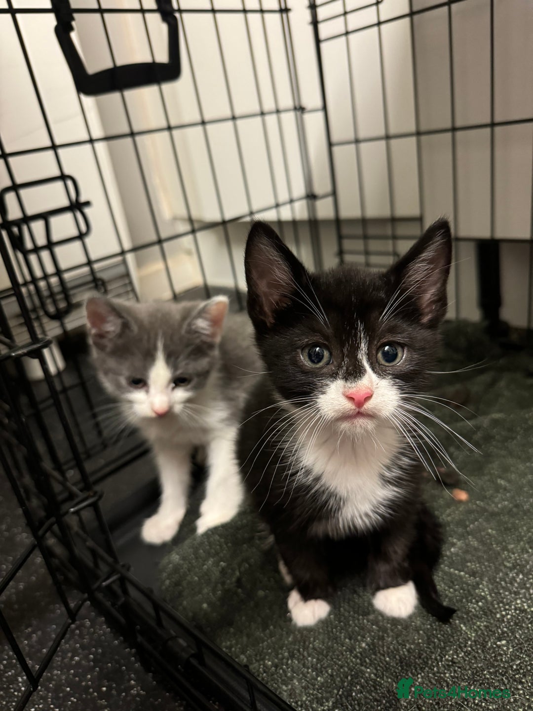 Mixed Breed cats for sale: Just 1 beautiful grey&white kitten left Ready Now - Advert 9