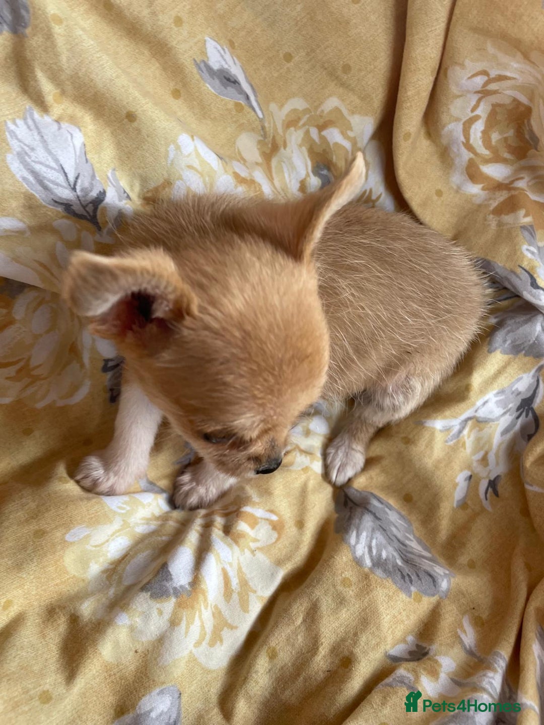 Chihuahua dogs for sale: Adorable Chihuahuas £650-£700 “Boys & Girls’ - Image 3