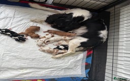 Cavalier King Charles Spaniel dogs for sale: Cavalier King Childs Sapaniel - Image 3