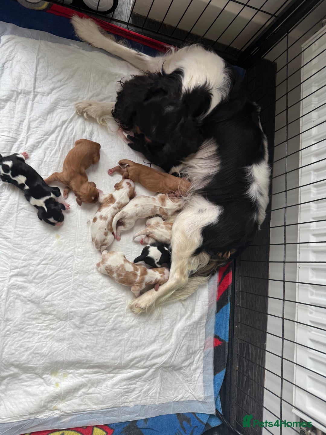 Cavalier King Charles Spaniel dogs for sale: Cavalier King Childs Sapaniel - Image 3