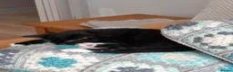 Mixed Breed cats for sale: Beautiful fluffy tuxedo male cat - Advert 3