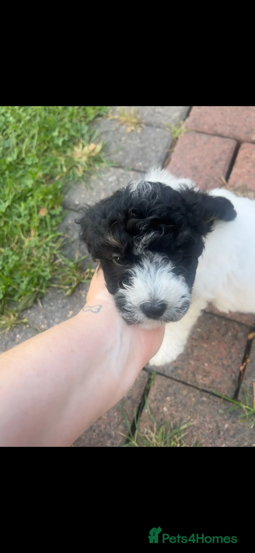 Mixed Breed dogs for sale:  COCKERPOOCHON PUP LOOKING FOR THEIR FOREVER HOMES in Newark - Advert 2