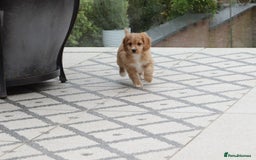 Cavapoo dogs for sale: F1 Cavapoo puppies for sale - Image 16