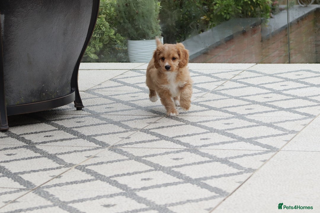 Cavapoo dogs for sale: F1 Cavapoo puppies for sale - Image 16