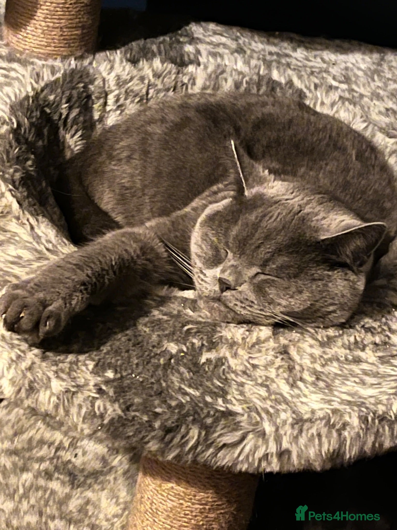 British Shorthair cats 2 year old Blue British short hair male - Advert 14