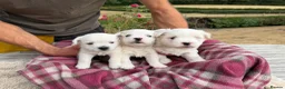West Highland Terrier dogs for sale: Pedigree KC registered WESTIE puppies in Welshpool - Advert 5